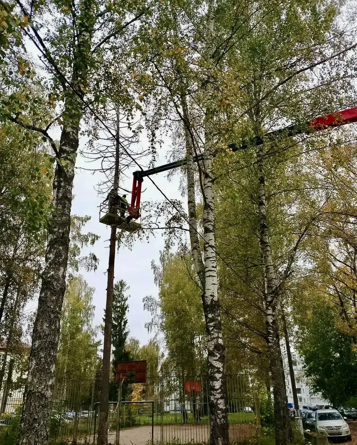 В городском округе Клин специалисты МАУ «Клинское городское хозяйство» продолжают комплексный уход за зелёными насаждениями.